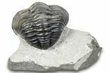 Bargain, Curled Pedinopariops Trilobite - Mrakib, Morocco #287666-2